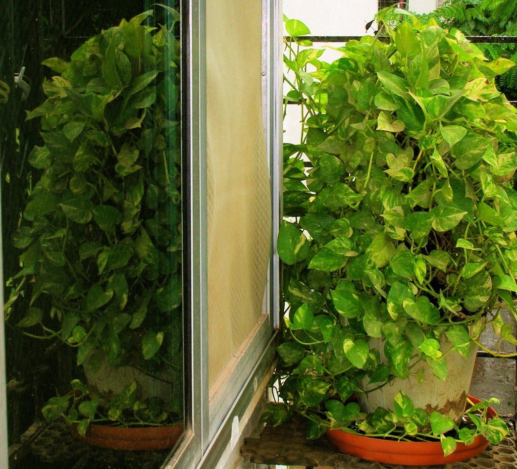 Two leafy trailing plants in terracotta pots beside a sunny window