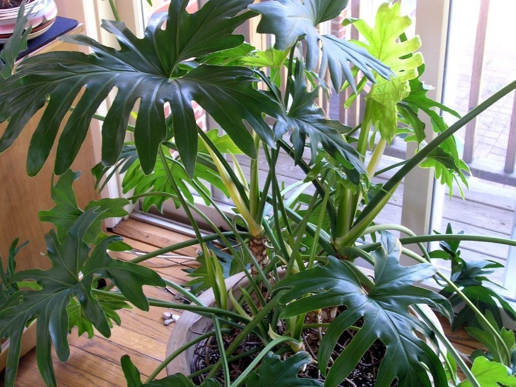 Glossy monstera leaves catching the light beside a window